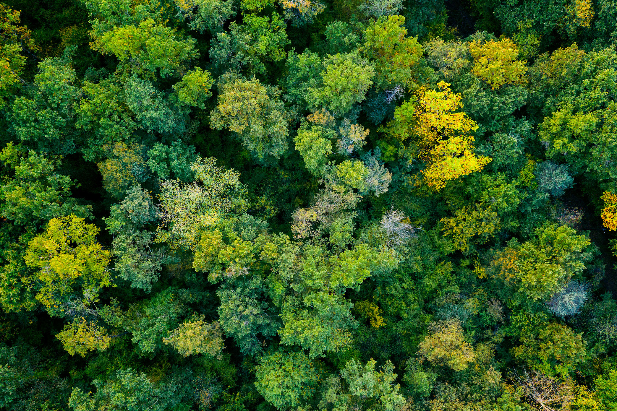 Trees in forrest